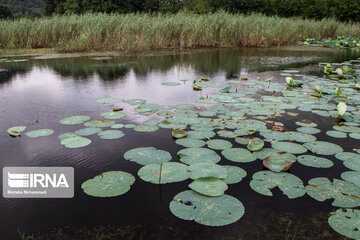 Soustan Wetland; Tourist resort in northern Iran