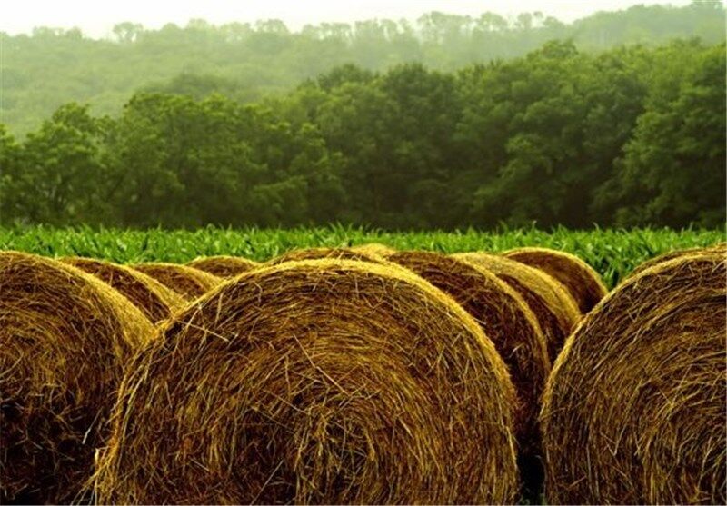 مشکل خروج علوفه یونجه کشاورزان پارس‌آباد حل شد