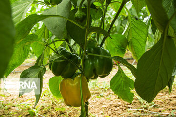 Les produits agricoles des villages de la province Tcharmahal et Bakhtiari exportés vers la