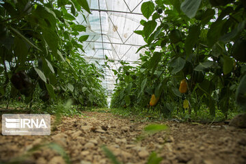 Les produits agricoles des villages de la province Tcharmahal et Bakhtiari exportés vers la