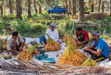 برداشت رطب نوبرانه در شادگان آغاز شد