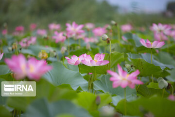 Les fleurs de lotus dans la zone humide de Babolsar