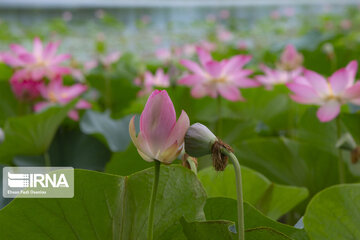 Les fleurs de lotus dans la zone humide de Babolsar