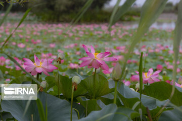 Les fleurs de lotus dans la zone humide de Babolsar