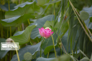 Les fleurs de lotus dans la zone humide de Babolsar