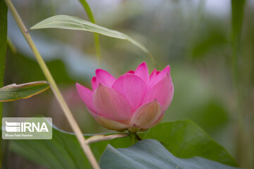 Les fleurs de lotus dans la zone humide de Babolsar