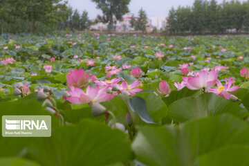 Les fleurs de lotus dans la zone humide de Babolsar