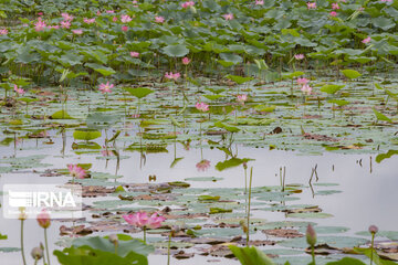 Les fleurs de lotus dans la zone humide de Babolsar