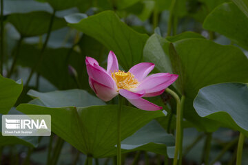 Les fleurs de lotus dans la zone humide de Babolsar