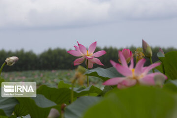 Les fleurs de lotus dans la zone humide de Babolsar