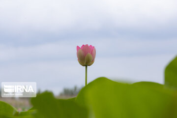 Les fleurs de lotus dans la zone humide de Babolsar