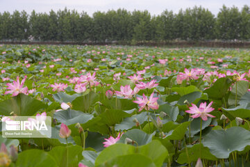 Les fleurs de lotus dans la zone humide de Babolsar