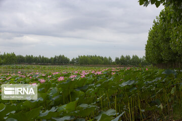 Les fleurs de lotus dans la zone humide de Babolsar