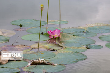 Les fleurs de lotus dans la zone humide de Babolsar