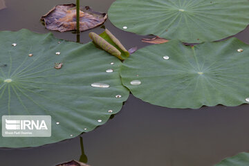 Les fleurs de lotus dans la zone humide de Babolsar