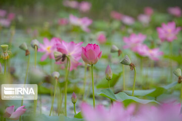 Les fleurs de lotus dans la zone humide de Babolsar