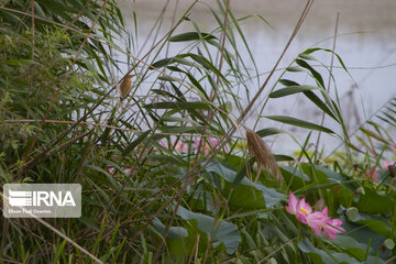 Les fleurs de lotus dans la zone humide de Babolsar