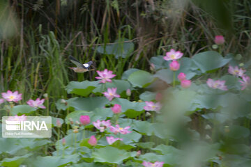 Les fleurs de lotus dans la zone humide de Babolsar