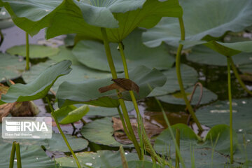 Les fleurs de lotus dans la zone humide de Babolsar