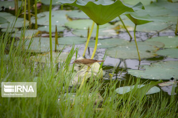 Les fleurs de lotus dans la zone humide de Babolsar