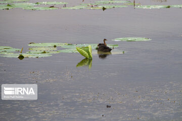 Les fleurs de lotus dans la zone humide de Babolsar