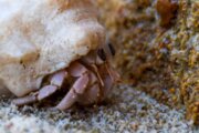 Hermit crabs, tiny scavengers of Iran's Kish Island