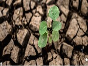 خشکسالی عملکرد گیاهان دارویی خراسان رضوی را ۸۰ درصد کاهش داد