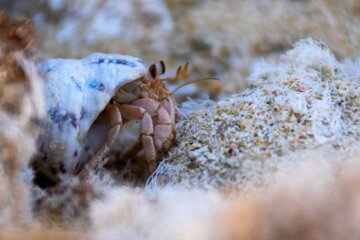 فیلم/ چشمان خیره کننده خرچنگ «هرمیت» در سواحل کیش
