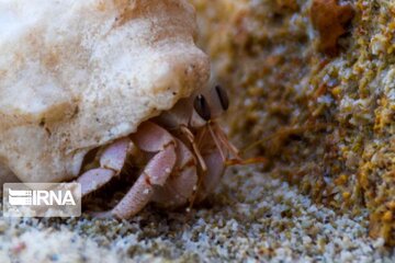 "Le crabe isolé", un exemple de la faune variée de l'île iranienne de Kish au Golfe persique