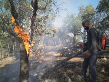 همدلی مردم و مسئولان، تلاش برای مهار آتش در جنگل های گچساران