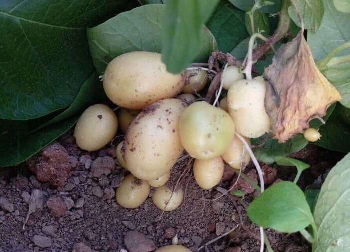 بذر هسته سیب‌زمینی با تکنولوژی کشت بافت گیاهی در اردبیل تولید شد