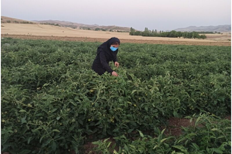 زنبور براکون در ۵۰۰ هکتار از مزارع کامیاران رهاسازی شد