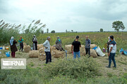 ۹۵۰ خانوار روستایی خراسان شمالی بیمه اجتماعی شدند