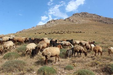 خشکسالی تامین علوفه دامداران  کهگیلویه و بویراحمد را با مشکل مواجه کرد