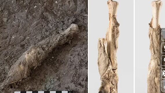 نتیجه بررسی بقایای ۱۶۰۰ساله یک گوسفند در معدن نمک زنجان منتتشر شد