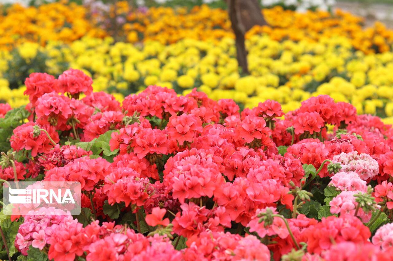 ۲۰۰ هزار بوته گل فصلی در باغ گل‌های همدان کاشته شد