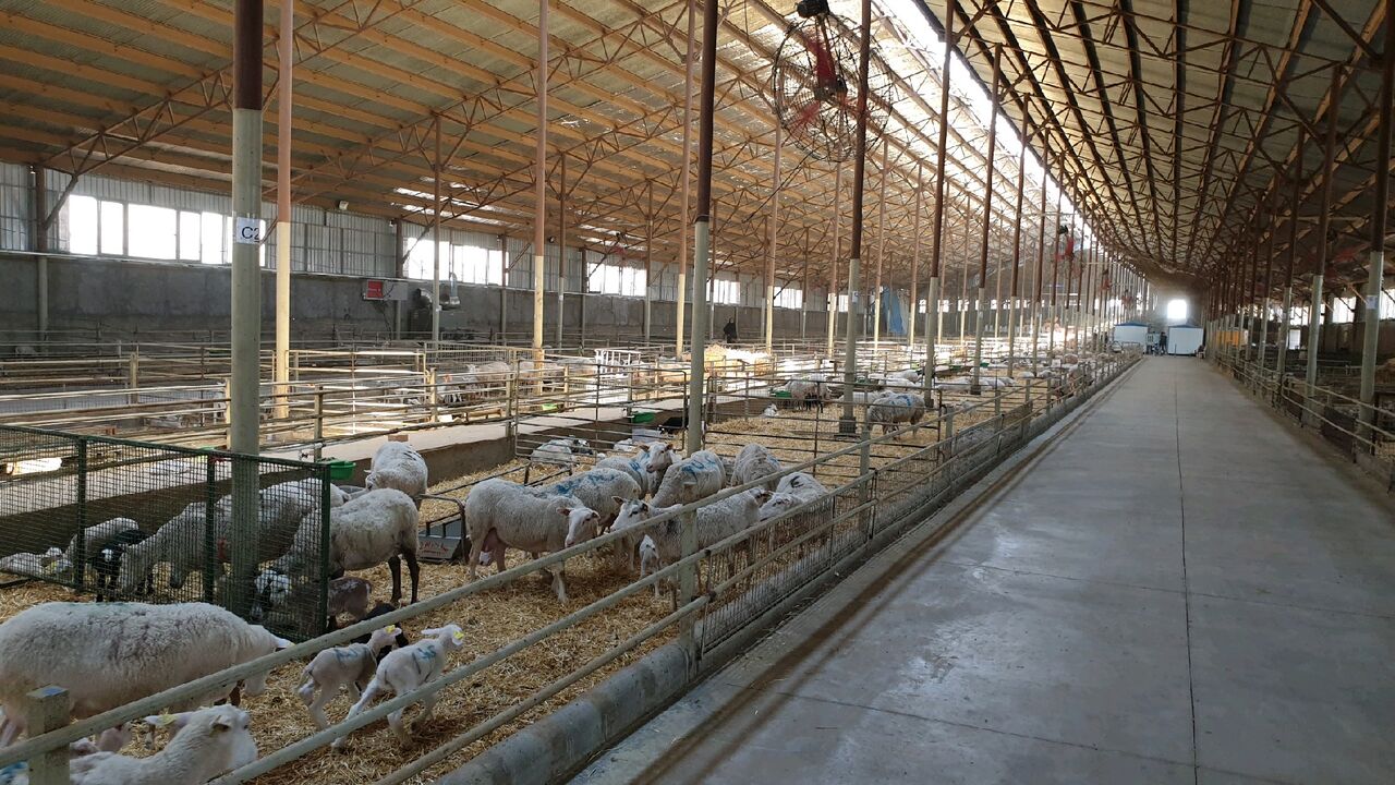 صادرات گوسفند برای مقابله با خشکسالی در دستور کار قرار دارد