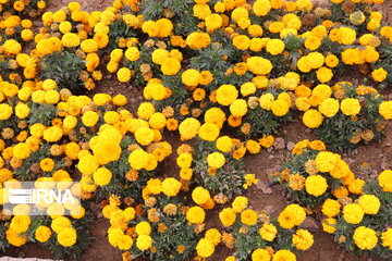 El magnífico jardín de flores de Abade