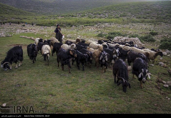 هورامان در یک قدمی ثبت جهانی 