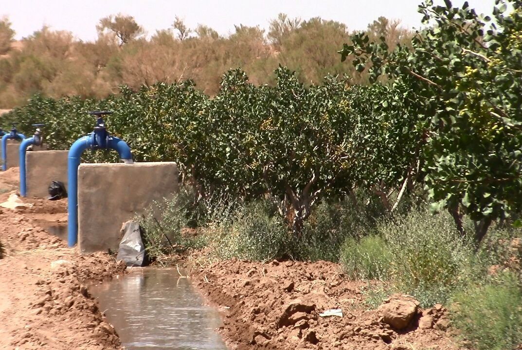 محصولات کشاورزی شهرستان فردوس متاثر از کمبود آب و برق