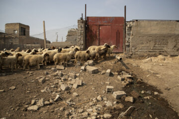 بررسی دام های روستاهای حمیدیه توسط اکیپ عملیاتی دامپزشکی