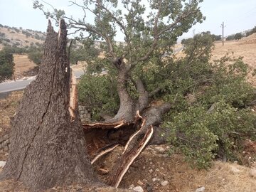 تندباد سبب شکسته شدن ۵۰۰ اصله درخت جنگلی در شهرستان باشت شد