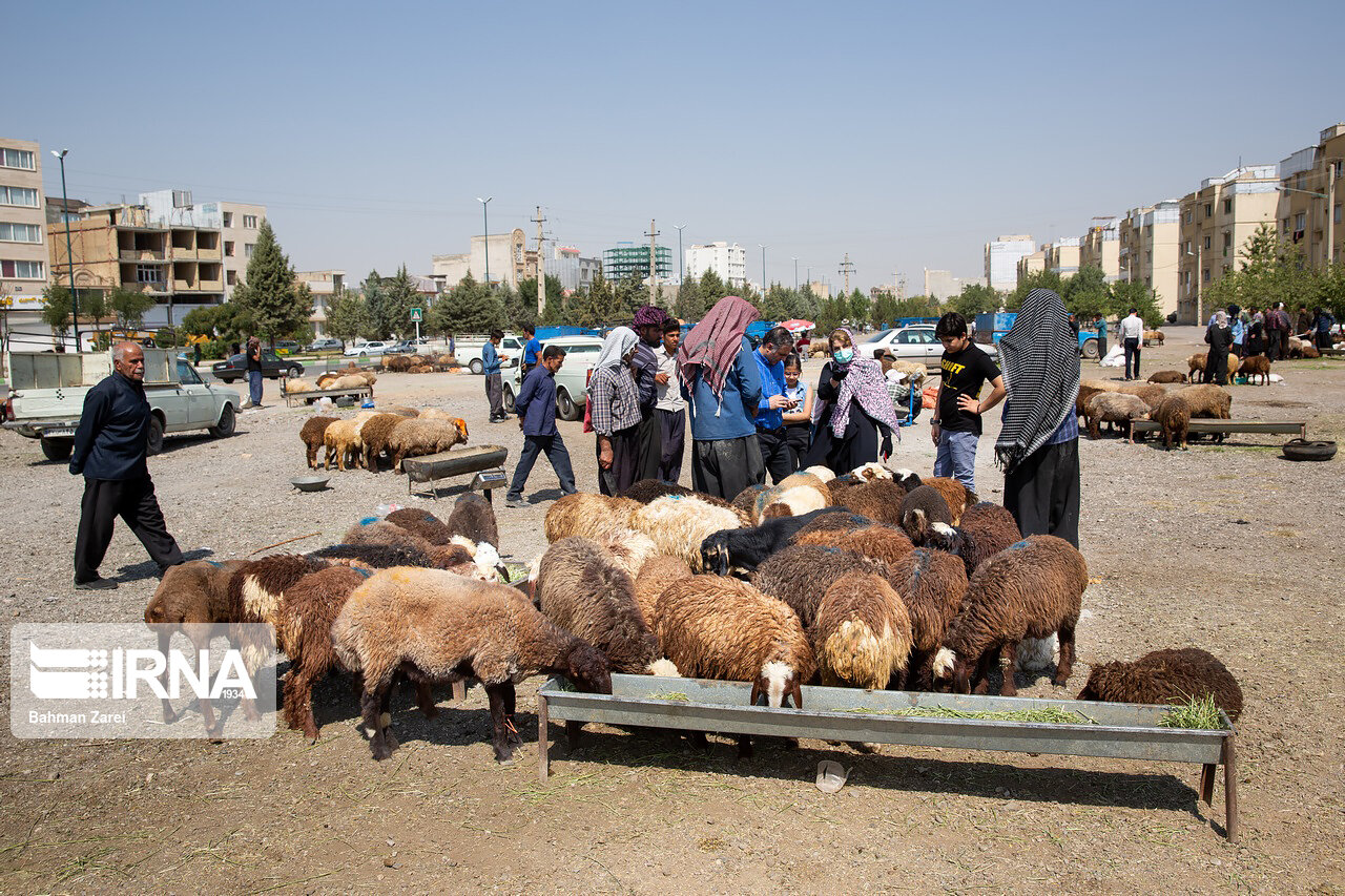 چهار جایگاه فروش دام برای عید سعید قربان در کنگاور اختصاص یافت