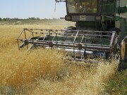 پیش‌بینی تولید گندم امسال کردستان یک میلیون تُن است