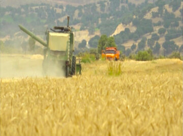 کشت قراردادی گندم در ۱۱۰ هزار هکتار از مزارع کشور اجرا می‌شود