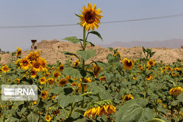 Iran : ferme de fleurs de tournesol au Khorasan du Nord