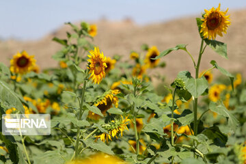 Iran : ferme de fleurs de tournesol au Khorasan du Nord