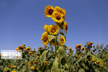 Iran : ferme de fleurs de tournesol au Khorasan du Nord