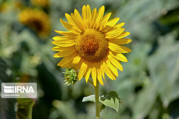 Iran : ferme de fleurs de tournesol au Khorasan du Nord