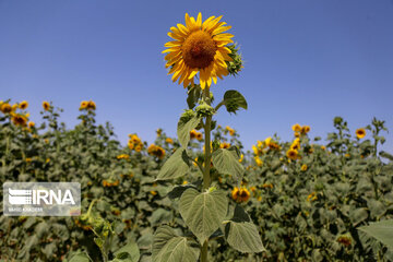 Iran : ferme de fleurs de tournesol au Khorasan du Nord